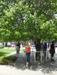 Survival Tree in Liberty Park