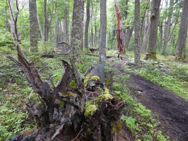 het is een rommetje van omgeknakte bomen
