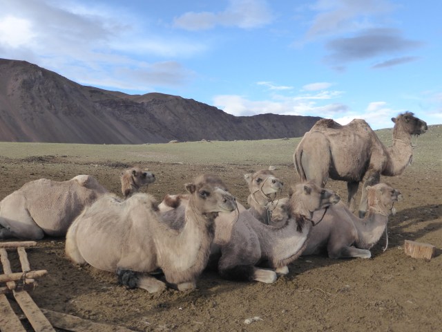 maar je kunt de ribben zien en de bulten zijn slap