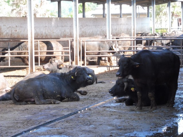 buffel boerderij